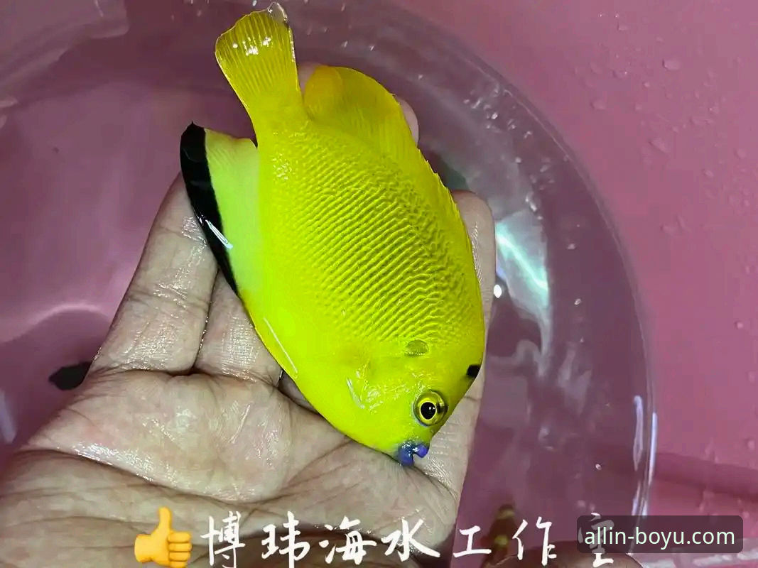 博鱼体育投注手机版 关注博鱼综合平台最新动态:体育投注手机版体验全面升级