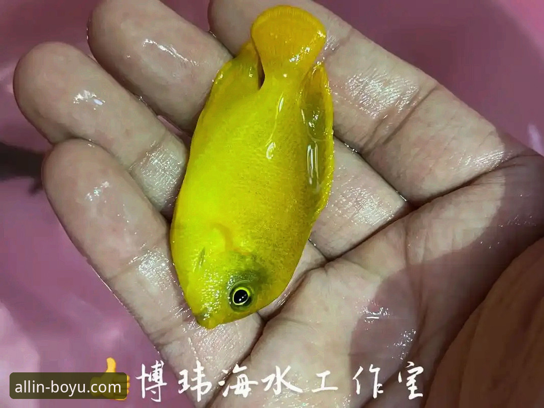 博鱼体育投注手机版 关注博鱼综合平台最新动态:体育投注手机版体验全面升级